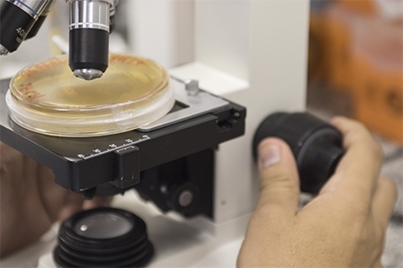 Biotecnologias voltadas  sade e ao sistema agroalimentar so apresentadas em dissertaes do PPGBiotec