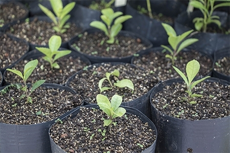 PPGSAS e PPGBiotec tm pesquisa para favorecer a produo de mudas de erva-mate